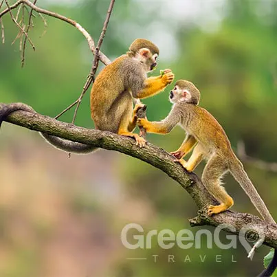 anakonda-amazon-cruise-ship-tour-Amazon monkeys
