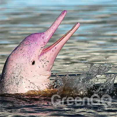 Peru vs Ecuador - Amazon river dolphin