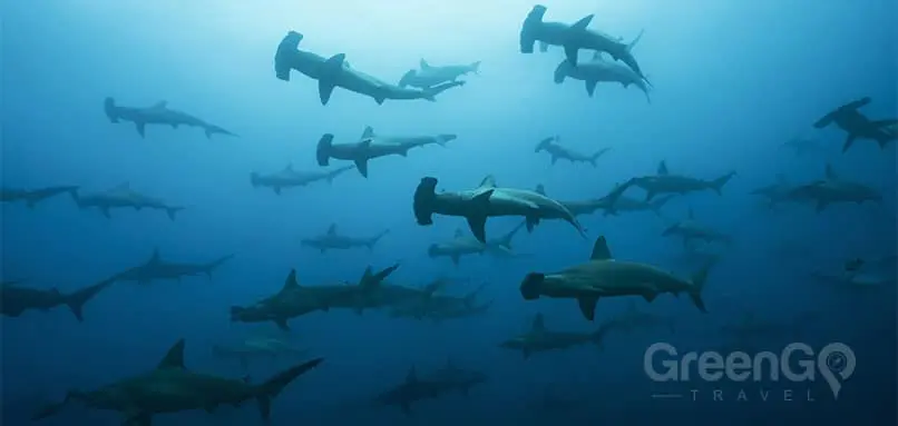 Calipso-Galapagos-Diving-Cruise-School-of-Hammerhead-Sharks