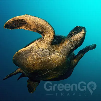 Sea turtle swimming in the Galapagos