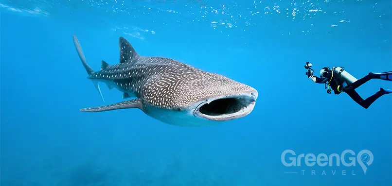 Calipso Galapagos Diving Cruise-Whale Shark