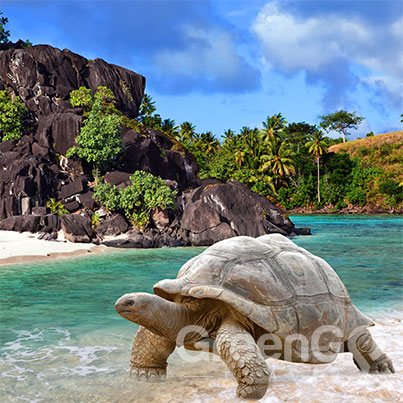 Galapagos Tortoise at the sea shore