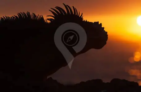 Conservation-of-an-Ecologocal-Paradise-Iguana-during-sunset