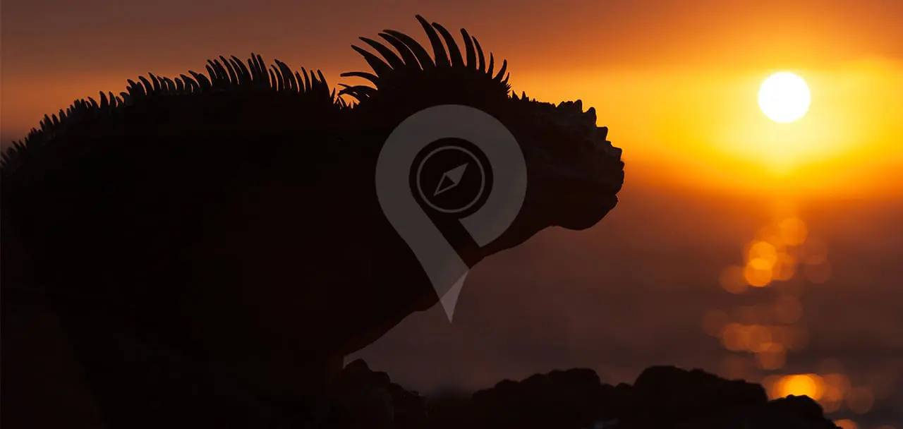 Conservation-of-an-Ecologocal-Paradise-Iguana-during-sunset