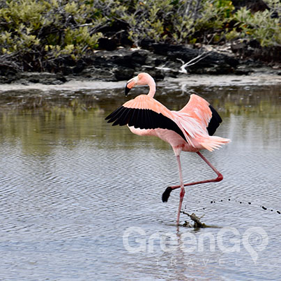 Elite Galapagos Cruise- Galapagos flamingo