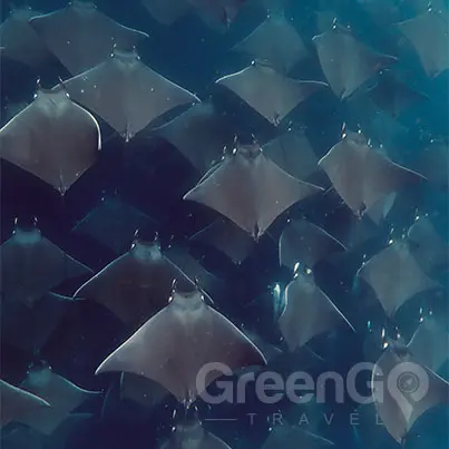 a group of many rays swimming together in the Galapagos