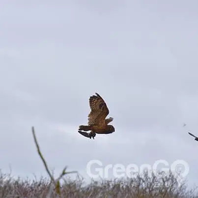 Owl capturing a petrol midair