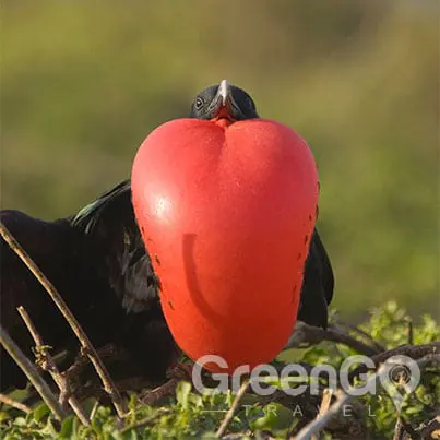 Evolution-in-the-Galapagos-Frigatebird-puffing-red-throat