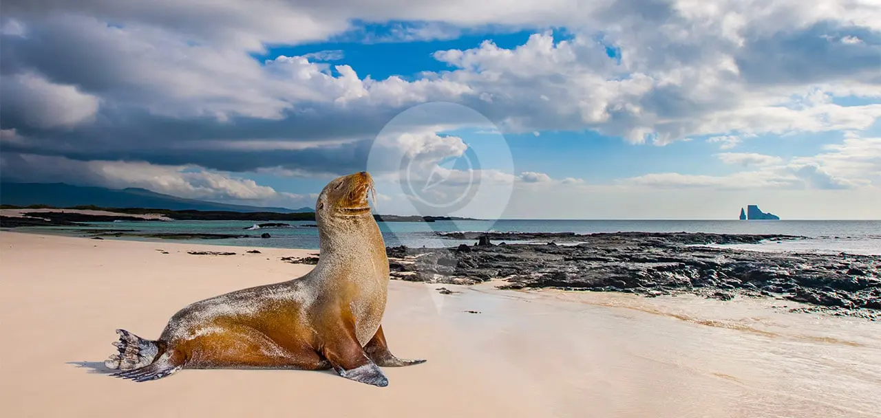 Evolution-in-the-Galapagos---Galapagos-Seal