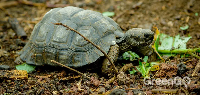 Evolution-in-the-Galapagos-Galapagos-Tortoise