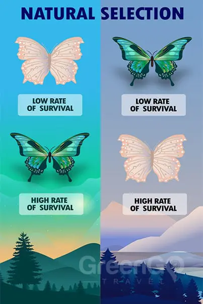 Chart describing natural selection
