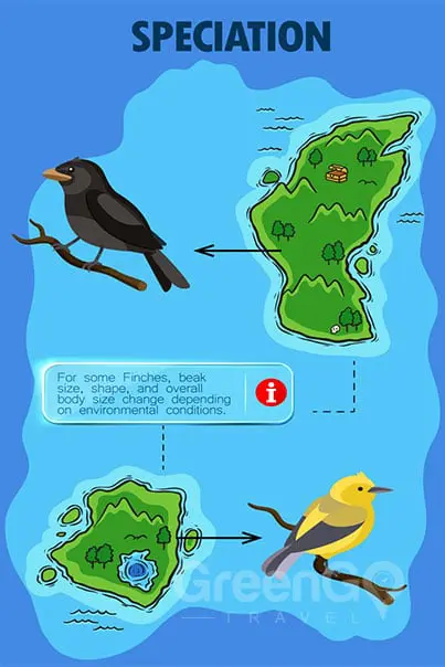 Chart describing Speciation