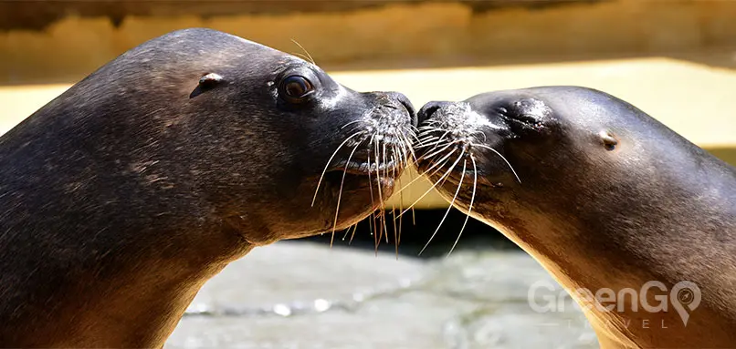 Galapagos-Honeymoon-Seals-Kissing