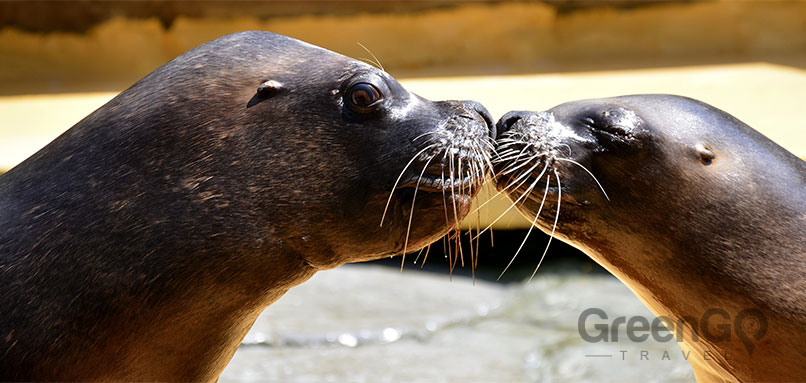 Galapagos-Islands-Conservation-Seals-kissing