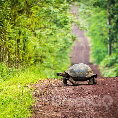 Galapagos-Islands-Conservation-Tortoise-walking-across-dirt-road