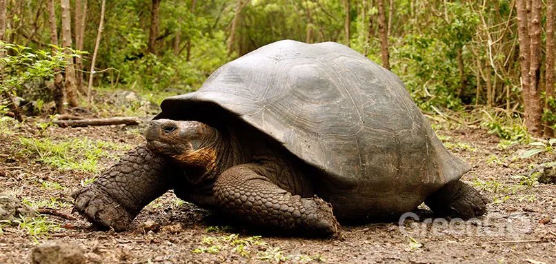 Giant Tortoise