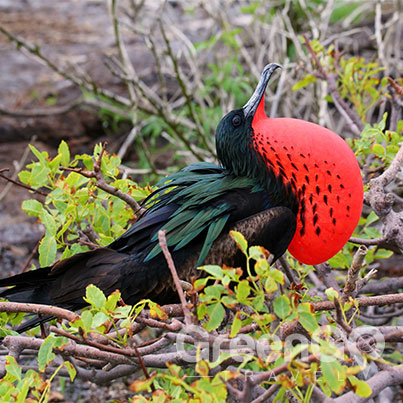 Frigatebird-puffing-throat-in-breeding-season