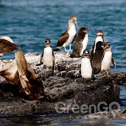 Grand-Queen-Beatriz-Galapagos-Cruise-Highlights-Galapagos-Penguins on Las Tintoreras