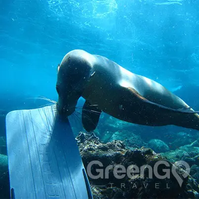 Grand-Queen-Beatriz-Galapagos-Cruise-Highlights-Seal-inspecting-fin-North-Seymour