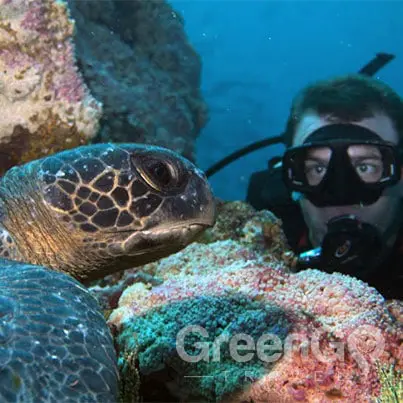 Hawaii-Versus-Galapagos-Scuba-diver-getting-a-closer-look-at-a-turtle