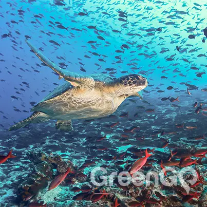 Hawaii-Versus-Galapagos-Sea-turtle-surrounded-by-tropical-fish