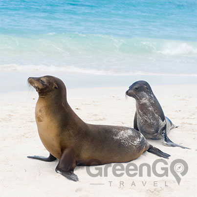 Hawaii-Versus-Galapagos.Sea-lions-on-a-white-beach