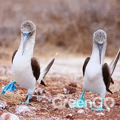 Blue footed booby dance
