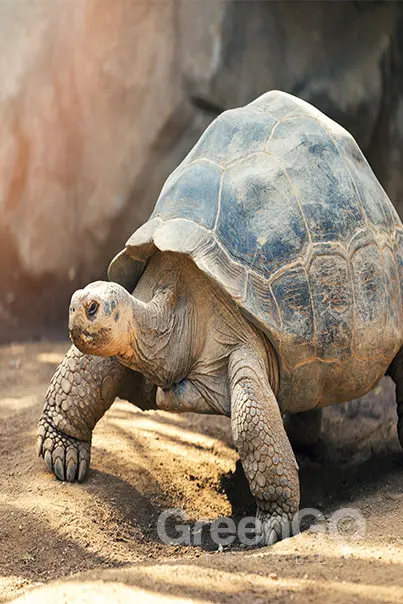 Galapagos-Tortoise