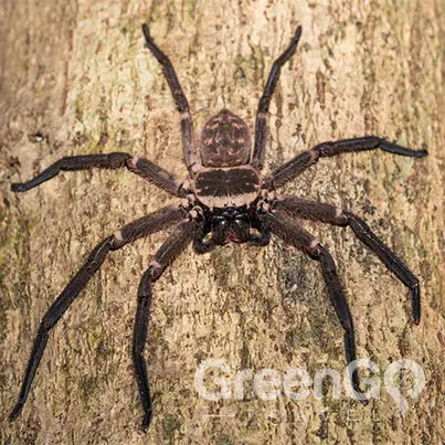 Terrifying-Creatures-of-the-Galapagos-Spider