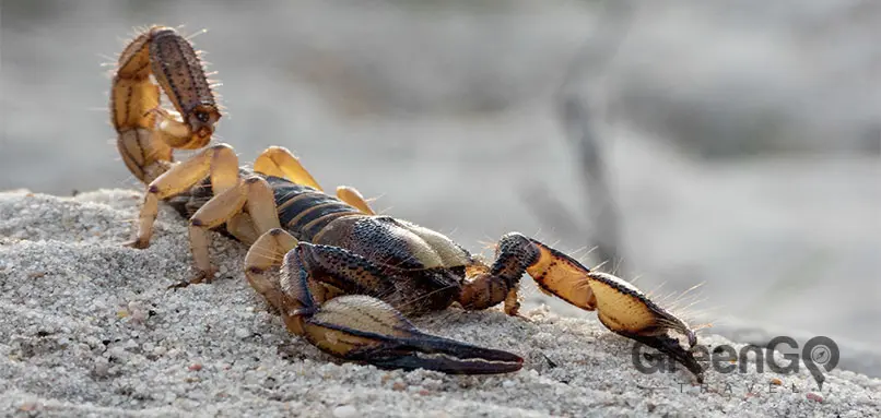 Terrifying-Creatures-of-the-Galapagos-scorpion