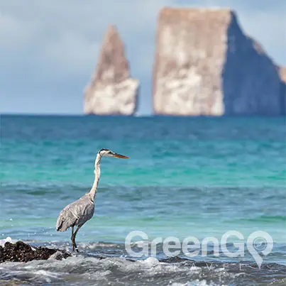 Tip-Top-V-Galapagos-Cruise-Highlights-Galapagos-Heron-and-kicker-Rock