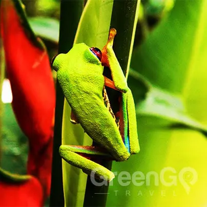Weather-in-the-Amazon-Rainforest-Bright-green-tropical-frog