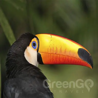 Weather-in-the-Amazon-Rainforest-Toucan-with-Orange-Bill