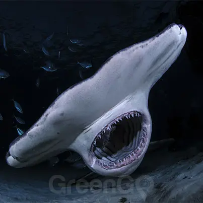 Hammerhead shark