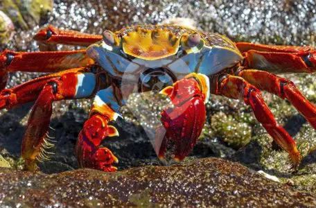 How-to-get-to-galapagos - Crab Picture