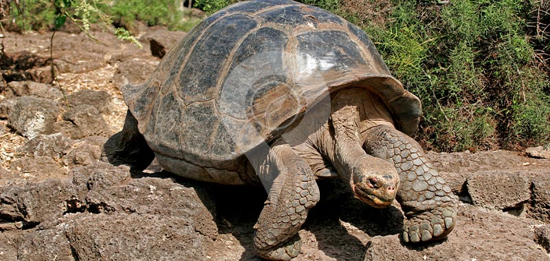 Galapaguera Colorado Hill - Galapagos Islands