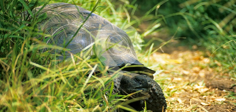 Galapaguera Natural - Galapagos Islands