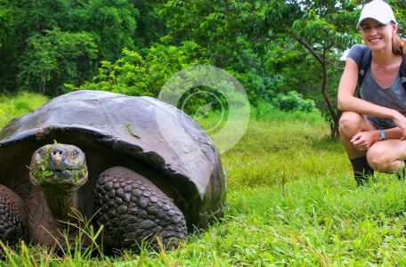 Galapagos tortoise -Best trips to south America