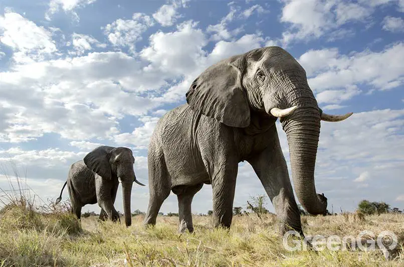 African Safari vs Galapagos Islands - Elephant