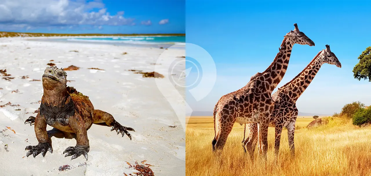 A South African's Travel Diary: Experiencing Ecuador and Galapagos - Introduction