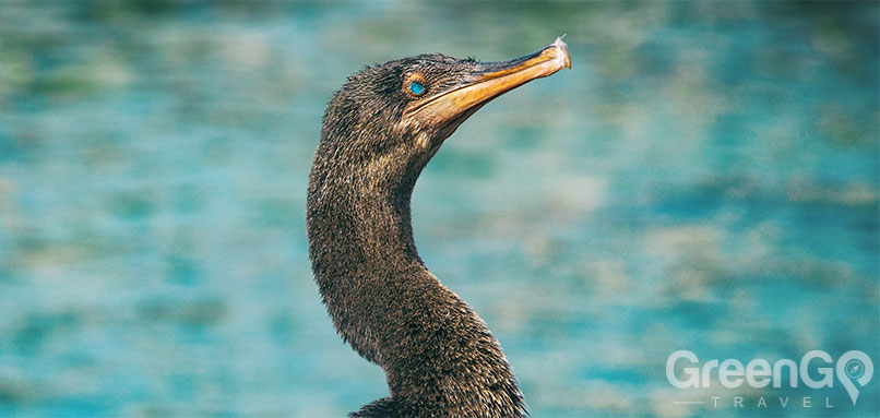 DIY-Galapagos-Travel-Guide-Cormorant