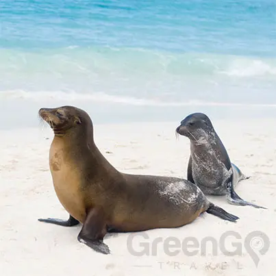DIY-Galapagos-Travel-Guide-Playa-Loberia