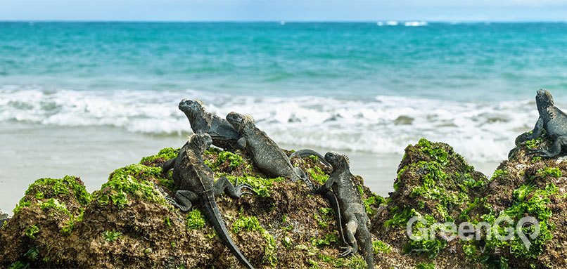 Galapagos Lizards