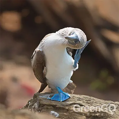 Galapagos-Islands-by-Region-Blue-Footed-Booby