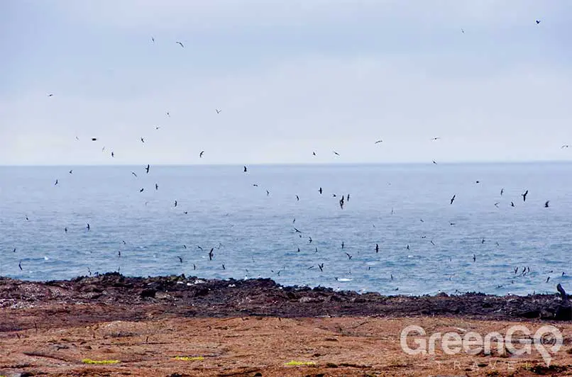 Galapagos-Islands-by-Region-Genovesa