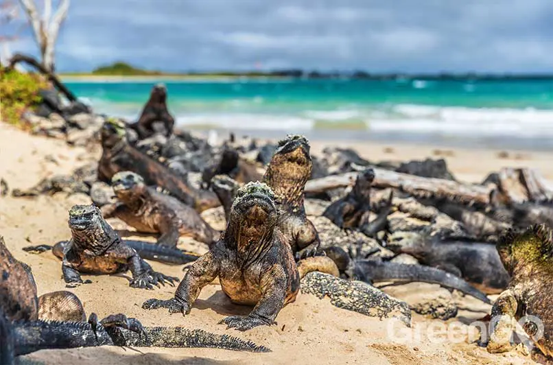 Galapagos-Islands-by-Region-Isabela-Wildlife-Colony