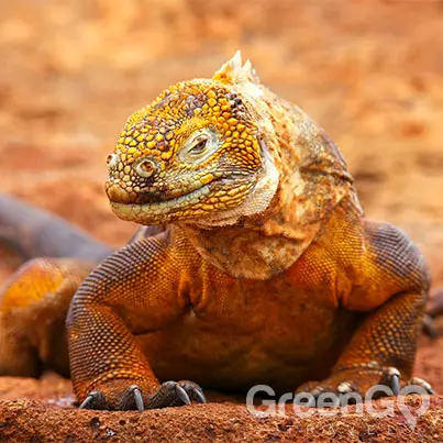 Galapagos-Weather-by-Month-Guide-Iguana