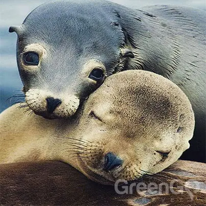 Galapagos-Weather-by-Month-Guide-Sea-lions