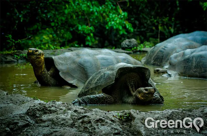 How-many-galapagos-tortoises-are-there-Tortoise-bathing