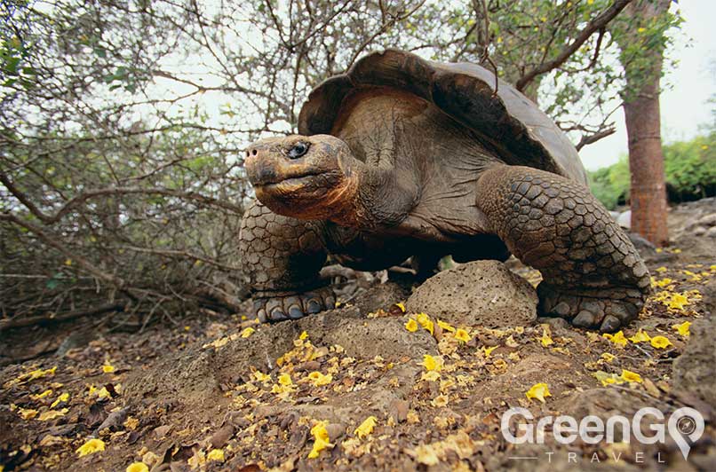 How-many-galapagos-tortoises-are-there-Tortoise